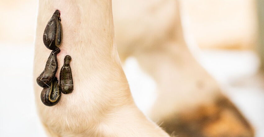 Mehrere Blutegel am Pferdebein bei Blugegeltherapie