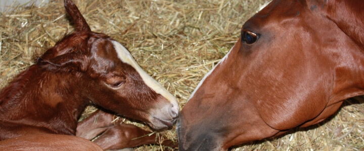 Neugeborenes Fohlen mit Mutterstute