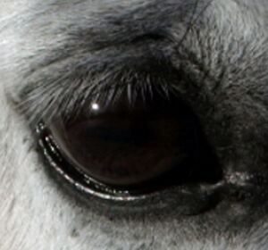 Nahmaufnahme Pferdeauge