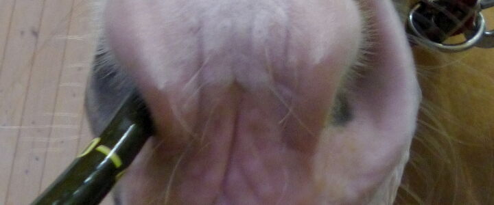 Ein Schlauch in der Nüster eines Pferdes