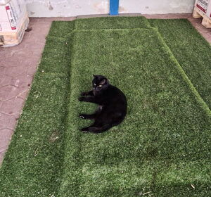 Schwarze Katze auf der Pferdewaage