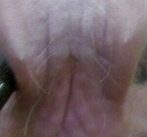 Ein Schlauch in der Nüster eines Pferdes