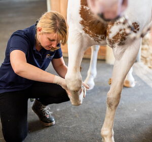 Untersuchung der Sehne