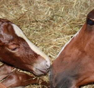 Neugeborenes Fohlen mit Mutterstute
