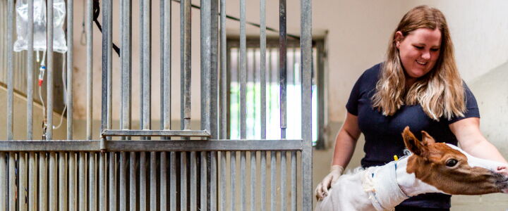 Magdalena Grillhösl füttert ein Fohlen mit der Flasche