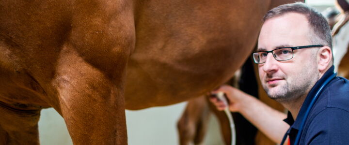 MVDr. Franta Charvat bei der Untersuchung eines Pferdes