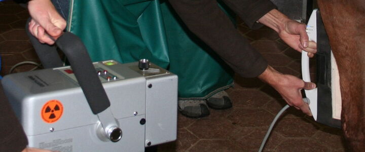 Röntgenaufnahme eines Pferdebeines