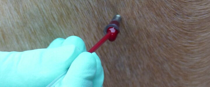 Teil der Blutentnahme