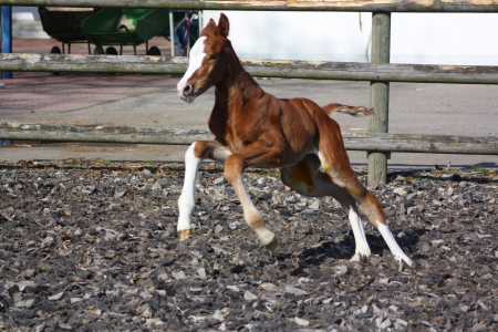 Fohlen springt fröhlich umher