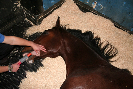 Pferd liegt nach OP am Boden in der Aufwachphase