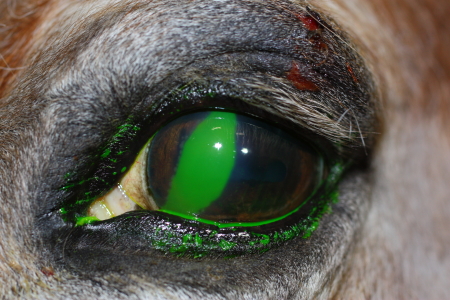 Untersuchung am verletzten Pferdeauge