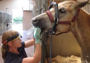 Zahnbehandlung am Pferd